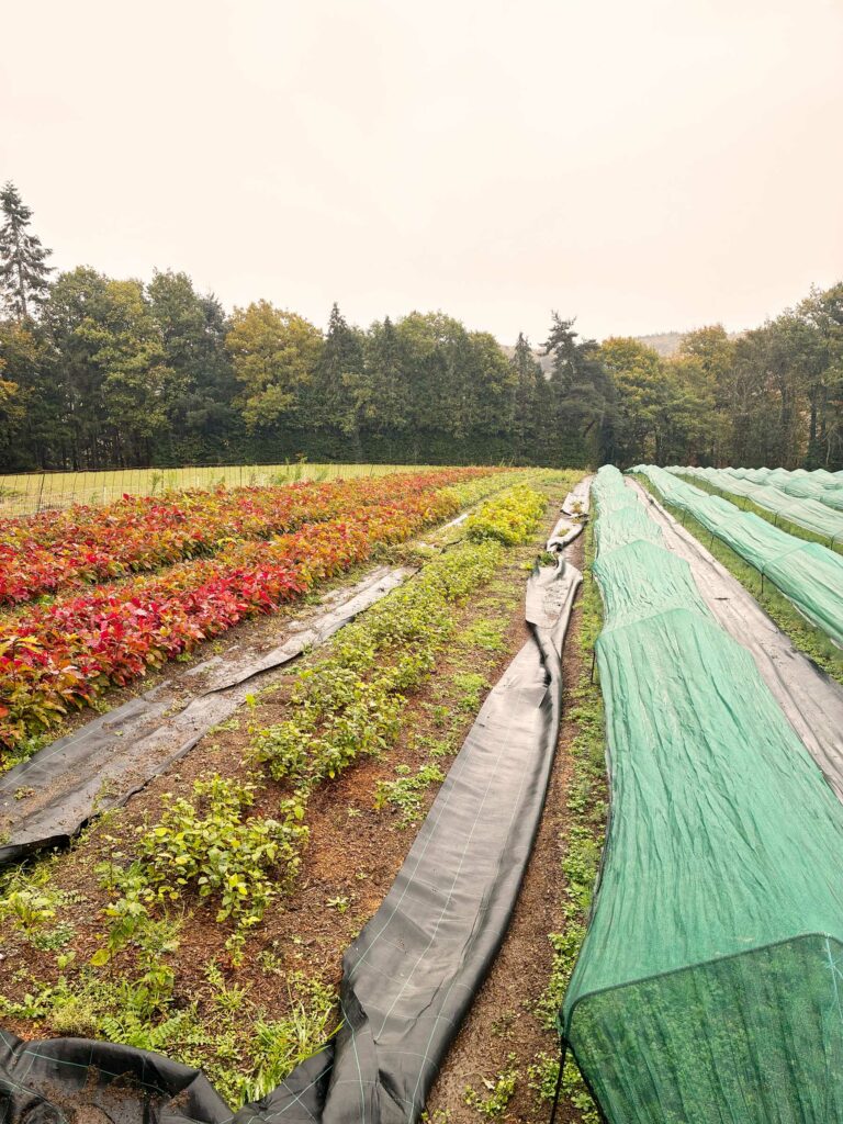 Vue sur une pépinière forestière